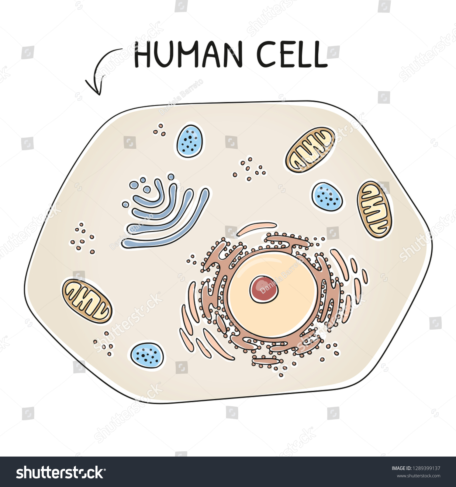 Crosssection View Human Cell Cell Organelles Stock Vector Royalty Free