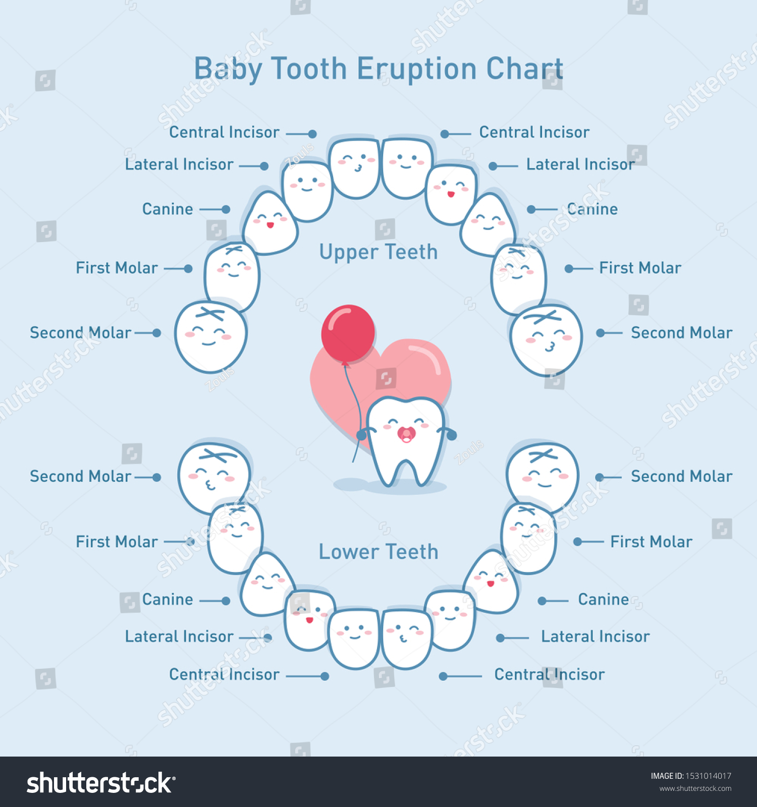 Vektor Stok Cute Cartoon Baby Tooth Eruption Chart Tanpa Royalti