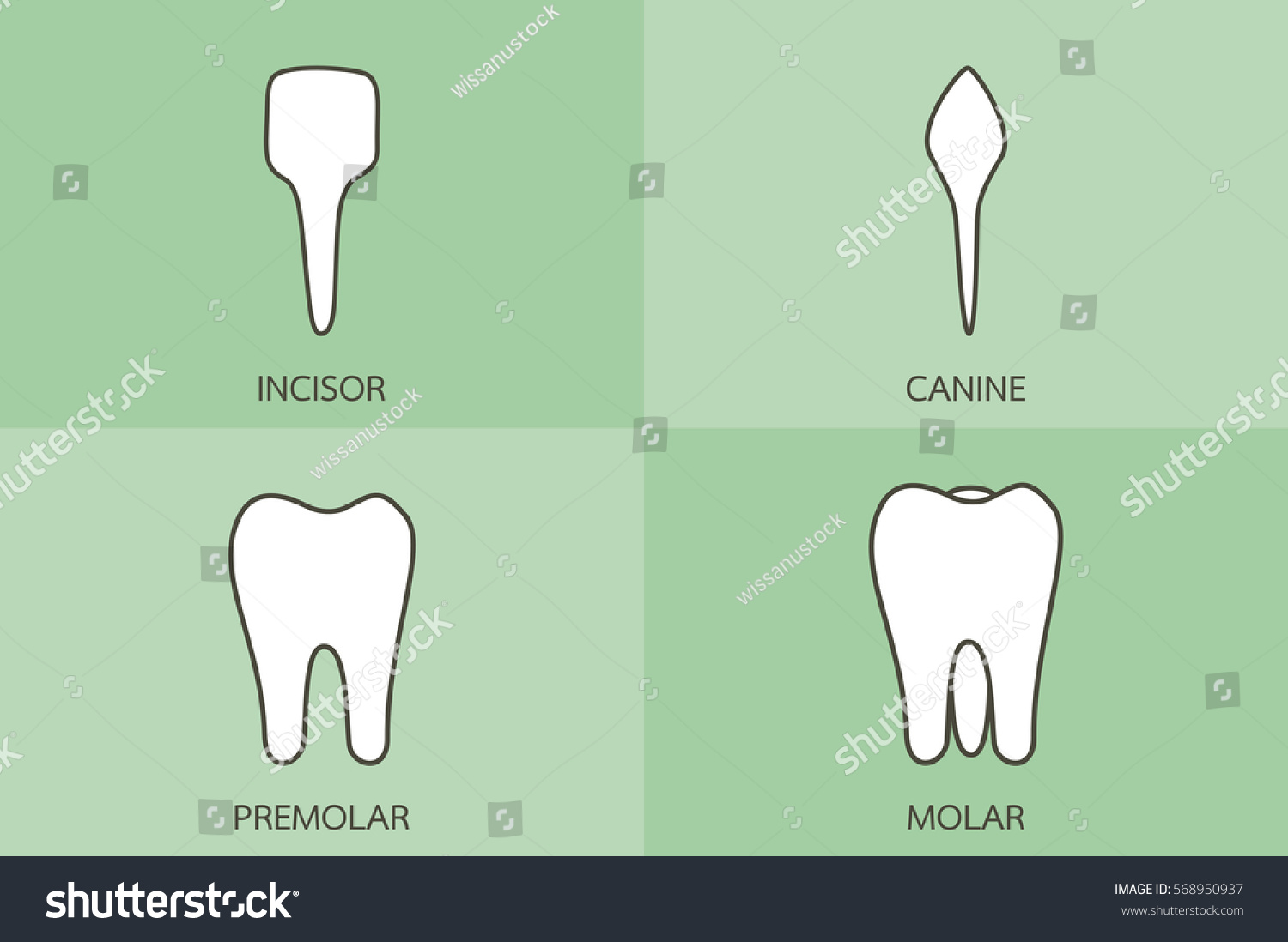 Dental Cartoon Vector Tooth Type Incisor Stock Vector Royalty Free