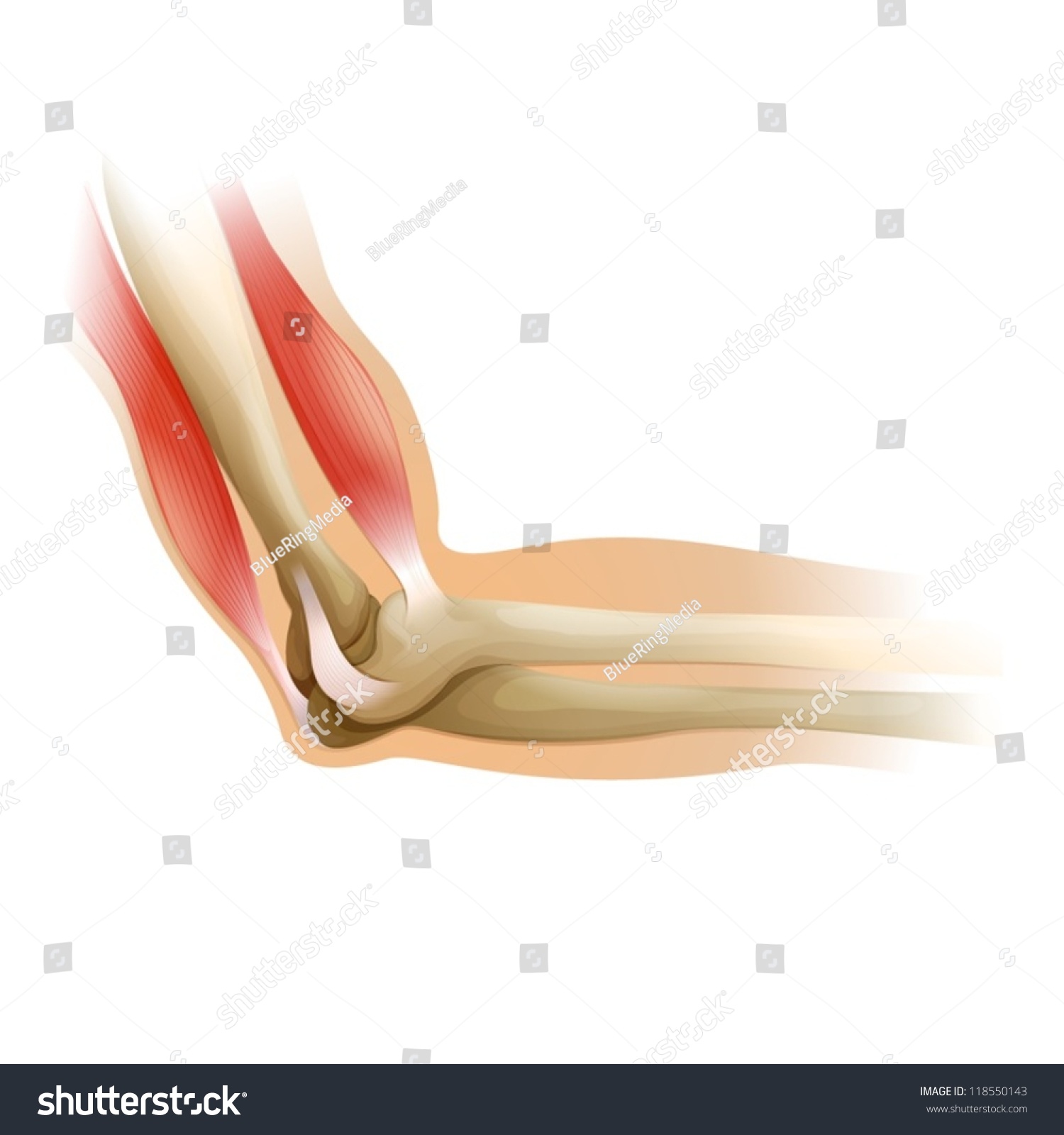 Diagram Of A Human Elbow Stock Vector Illustration 118550143 : Shutterstock