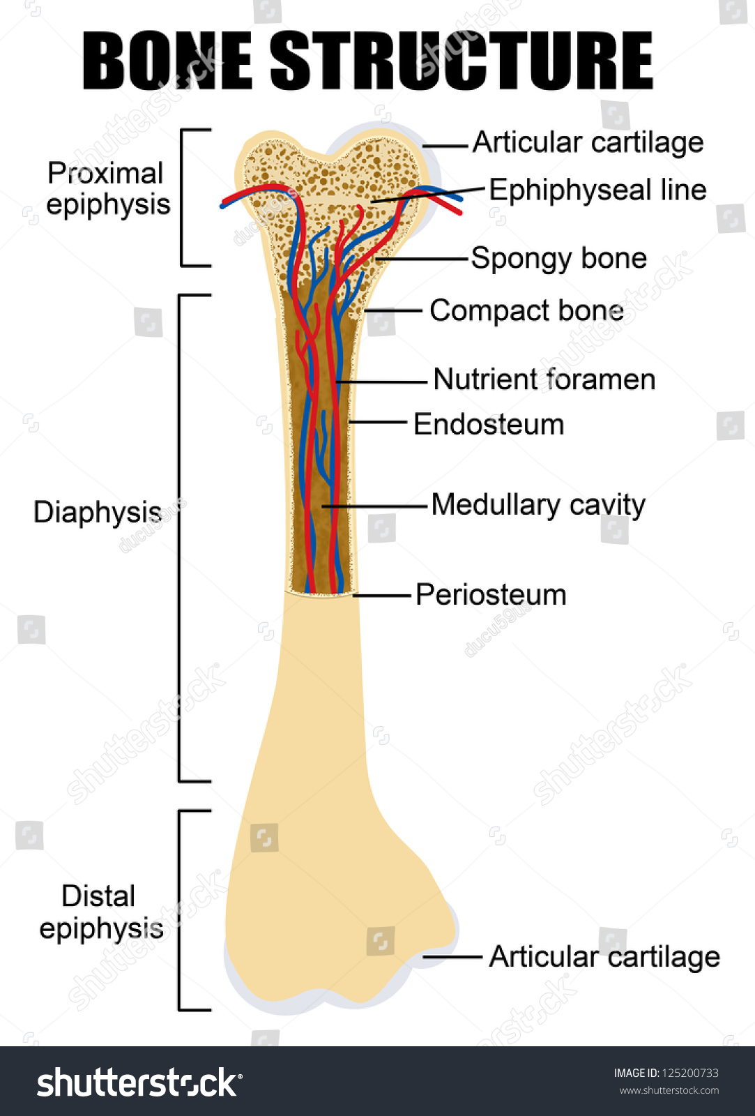 Diagram Human Bone Anatomy Useful Education Stock Vector 125200733