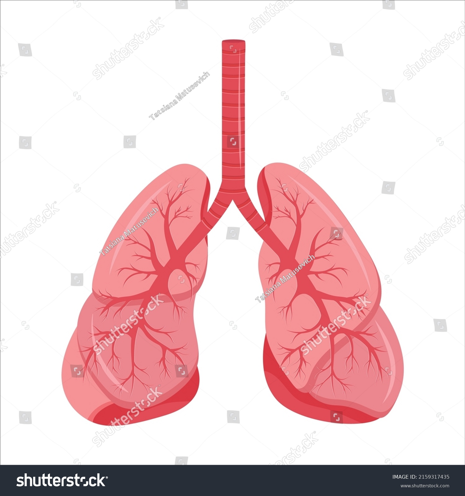 Diagram Human Lungs Trachea Respiratory System Stock Vector Royalty