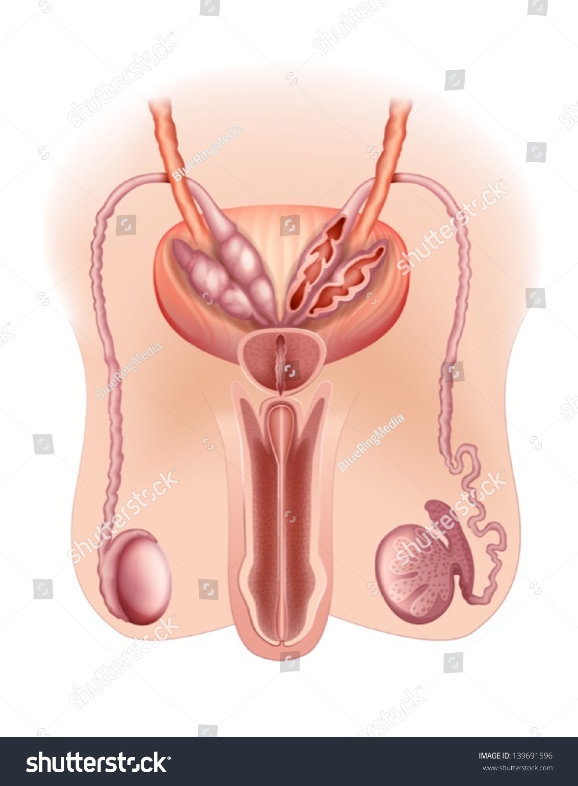 Diagram Of The Male Reproductive System Stock Vector