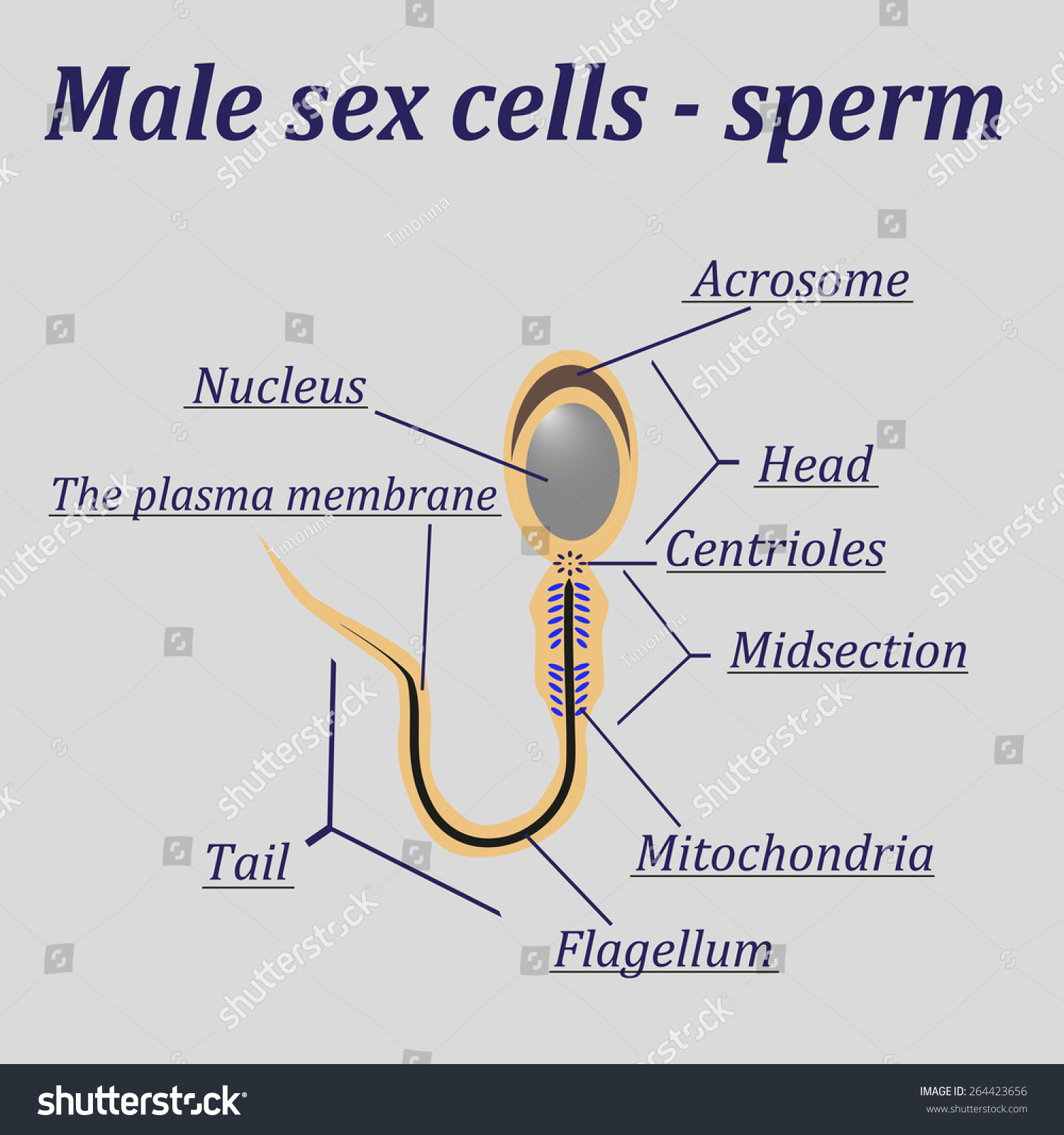 Labelled Sex Diagram 115