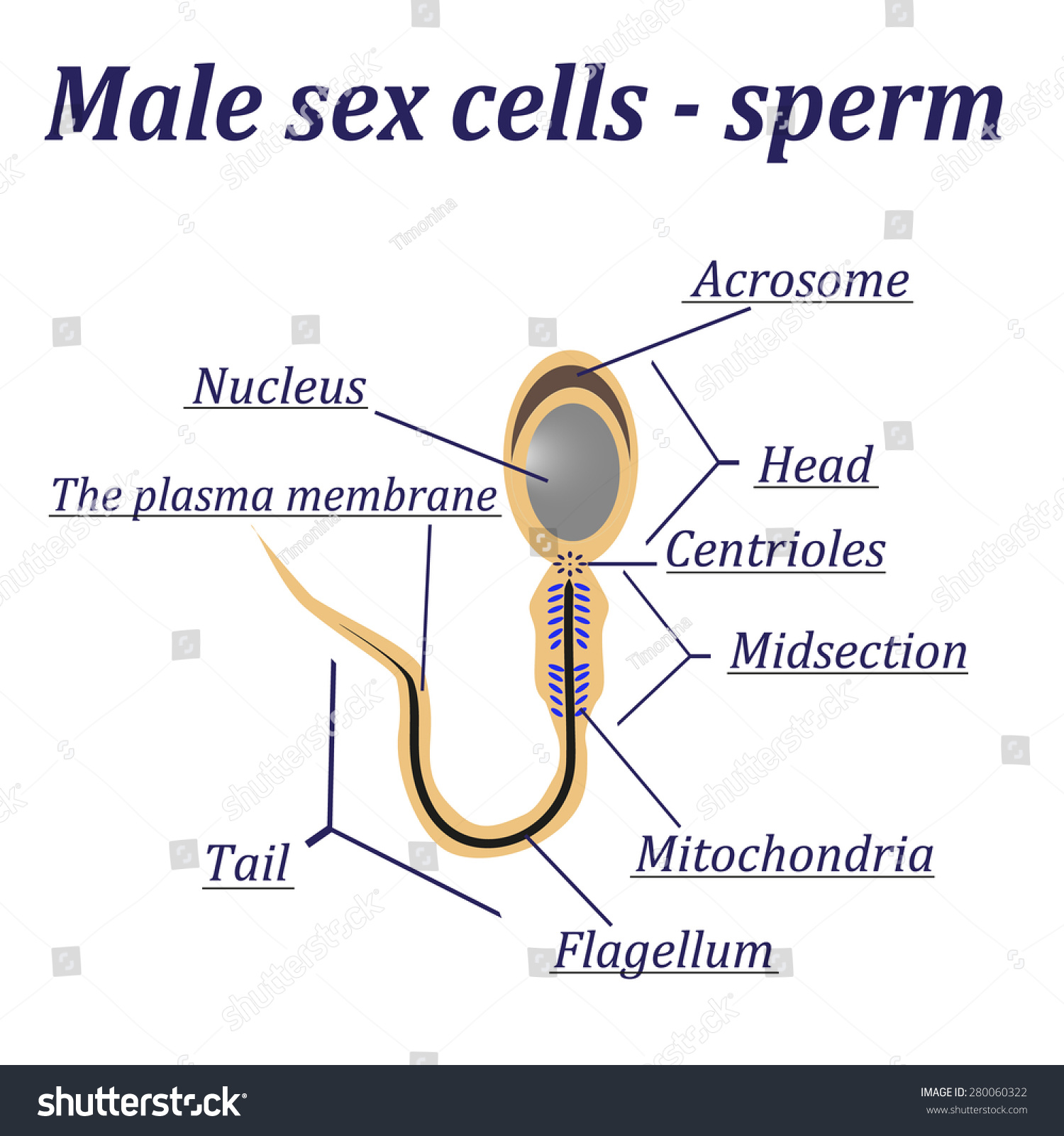 Diagram Of Male Sperm 2