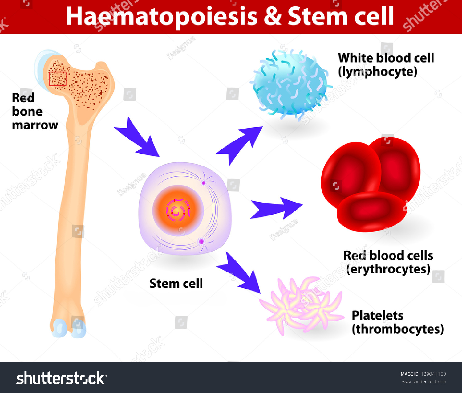 Diagram Showing The Development Of Different Blood Cells