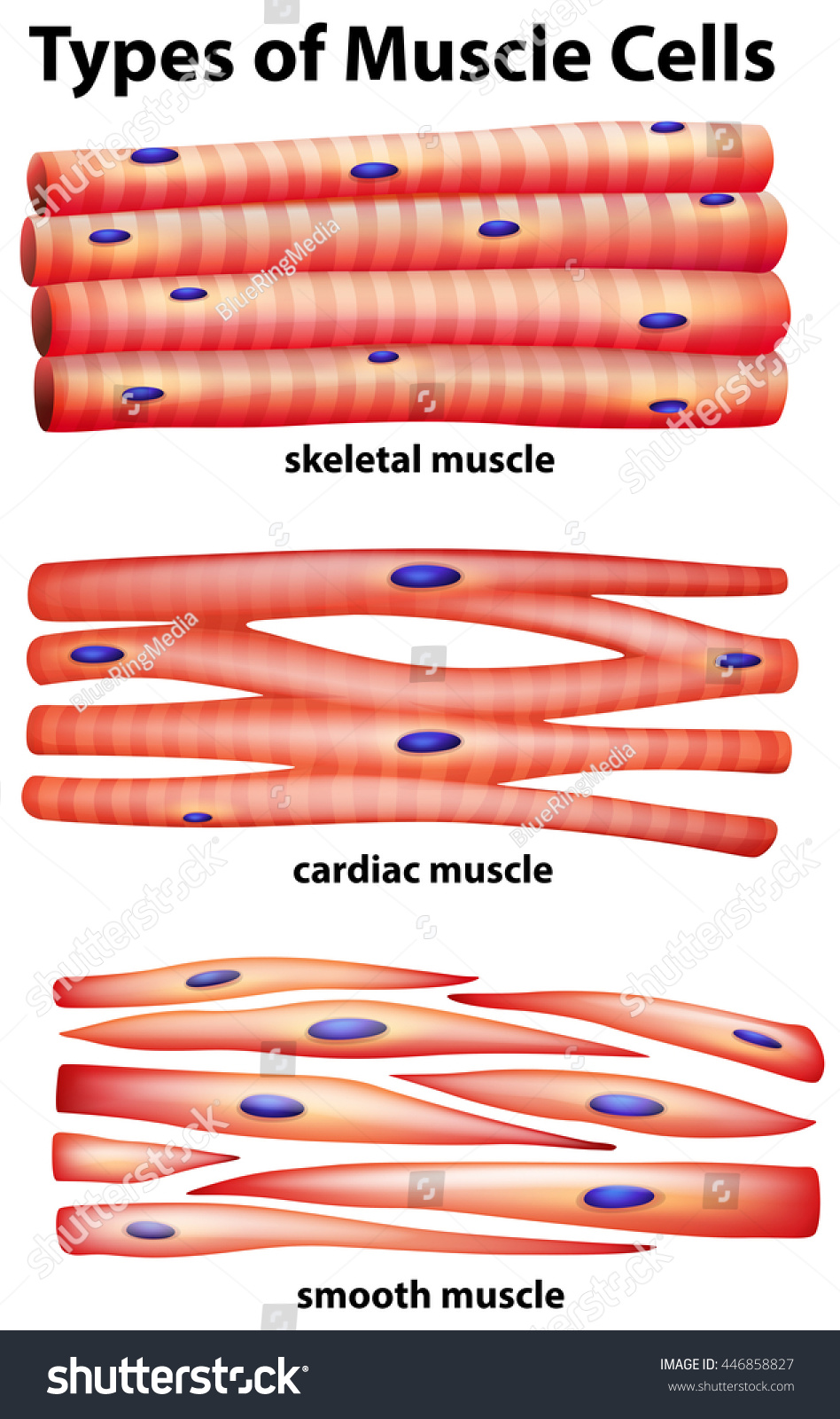 Diagram Showing Types Of Muscle Cells Illustration 446858827