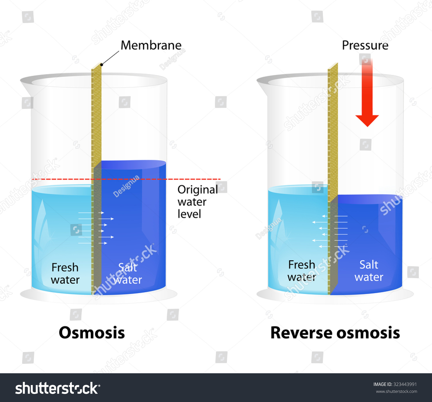 Difference Between Osmosis And Reverse Osmosis Water Passing Through A Semi Permeable Membrane 0332