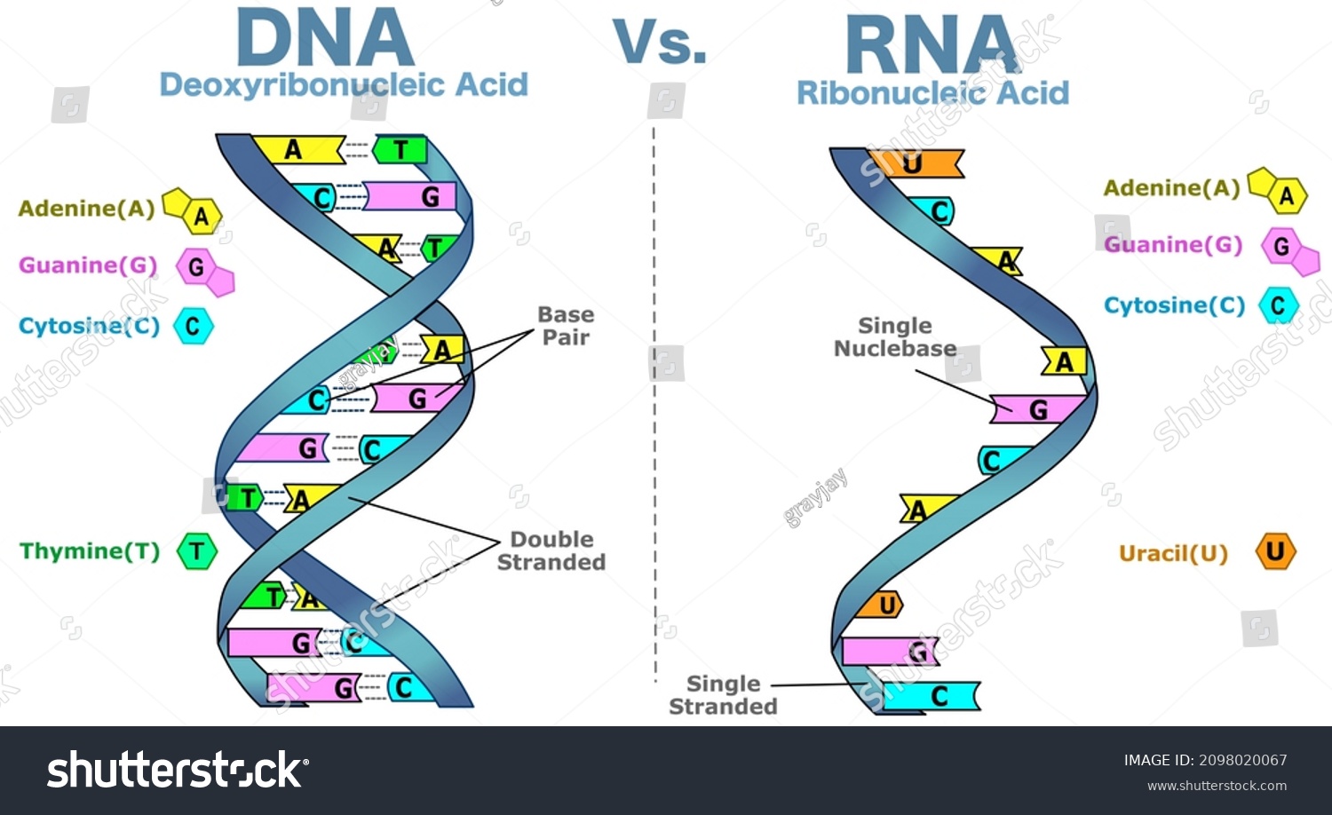 Stock Vektor Differences Between Dna Vs Rna Double Bez Autorsk Ch