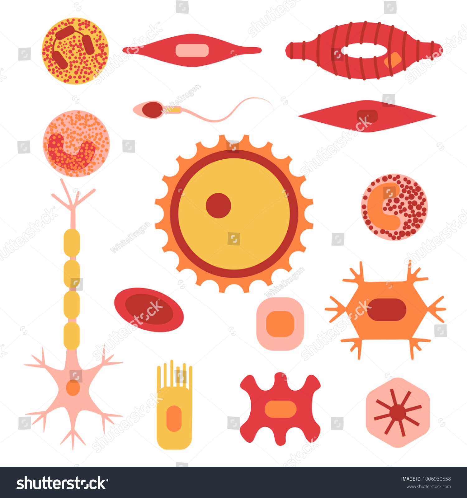 Verschiedene Menschliche Zelltypen Icon Set Stock Vektorgrafik Von