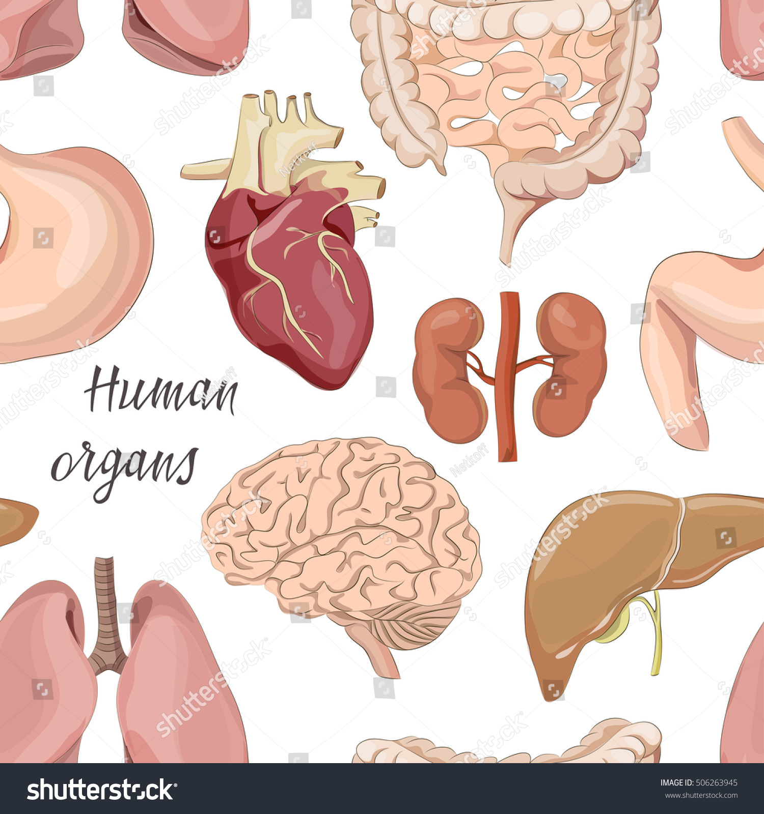 Different Human Organs Set Pattern Stock Vector Royalty Free