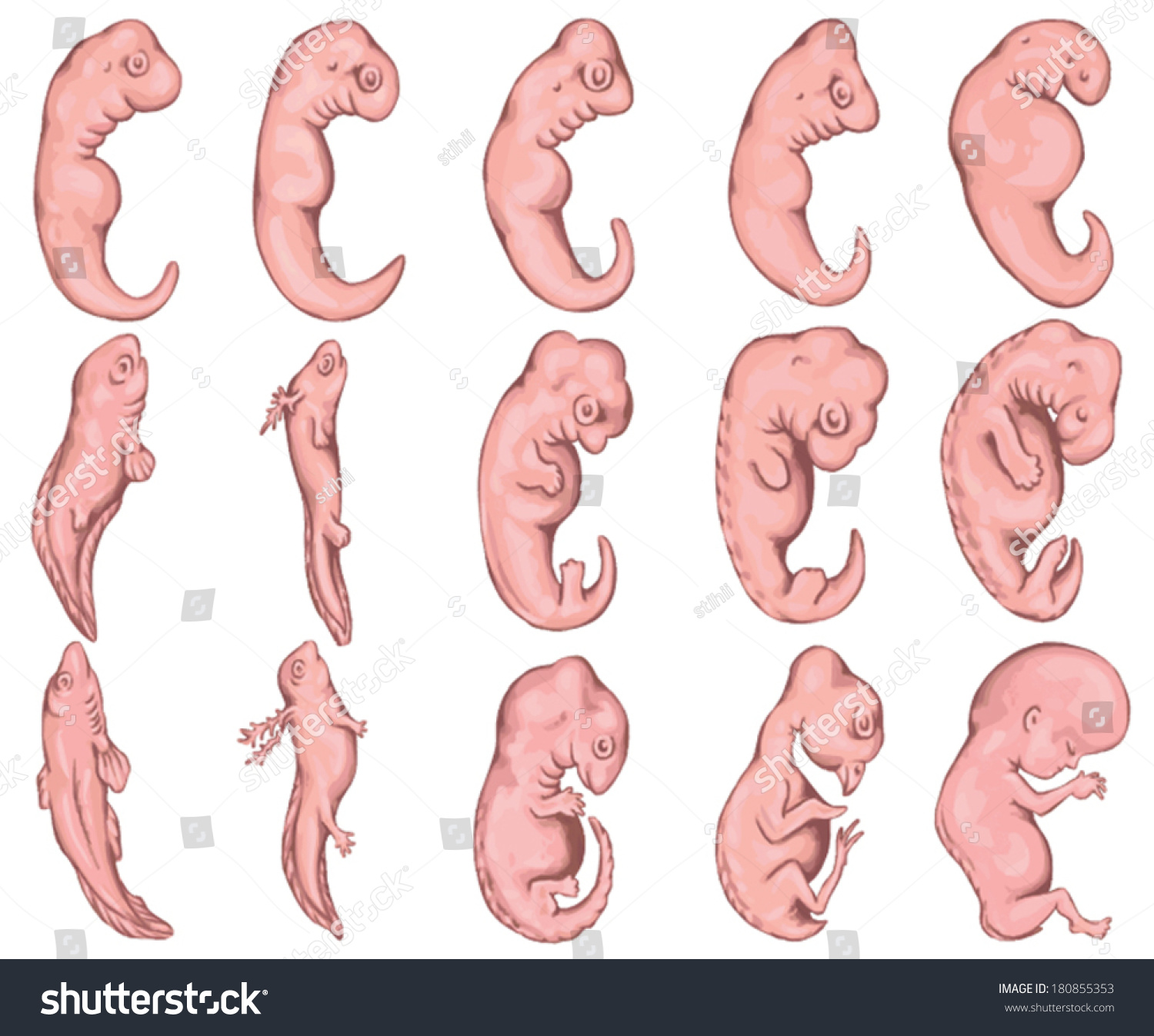 an introduction to the development of a fetus How you can help your baby develop parents should also keep an eye on their infant's response to sounds as well as on her speech development if your baby doesn. an introduction to the development of a fetus How you can help your baby develop parents should also keep an eye on their infant's response to sounds as well as on her speech development if your baby doesn.