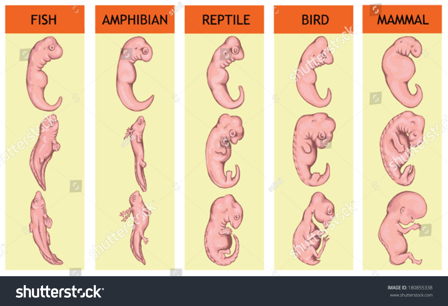 Different Stages In The Early Embryonic Development Of Vertebrates Ã¢Â