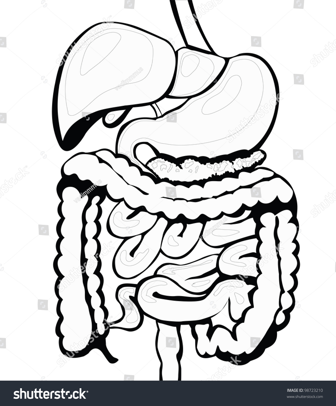 Digestive System Black White Separate Layers Stock Vector 98723210