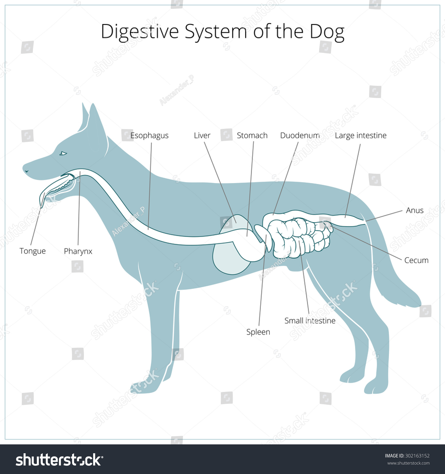 Digestive System Of The Dog Vector Illustration - 302163152 : Shutterstock