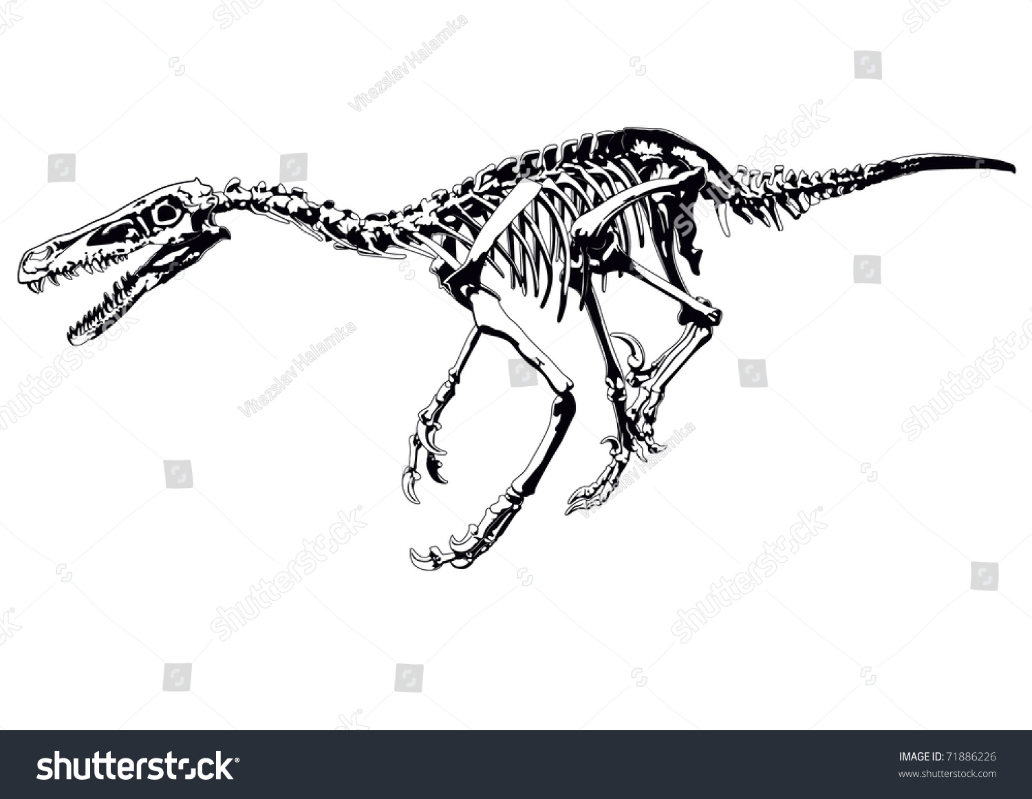 raptor dinosaur skeleton