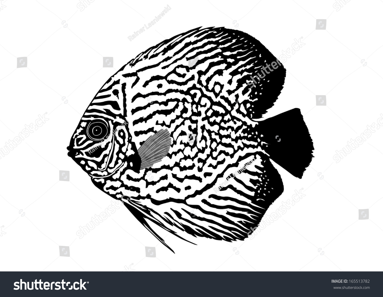 Discus Fish Silhouette Stock Vector Illustration 165513782 Shutterstock