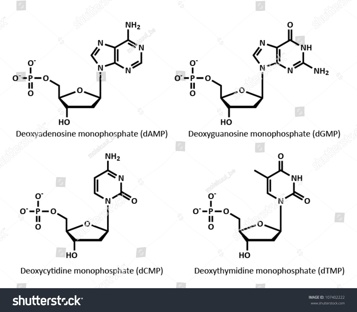 Dna Building Block Structures Deoxyribonucleotides Pictured Are The Monophosphates Of