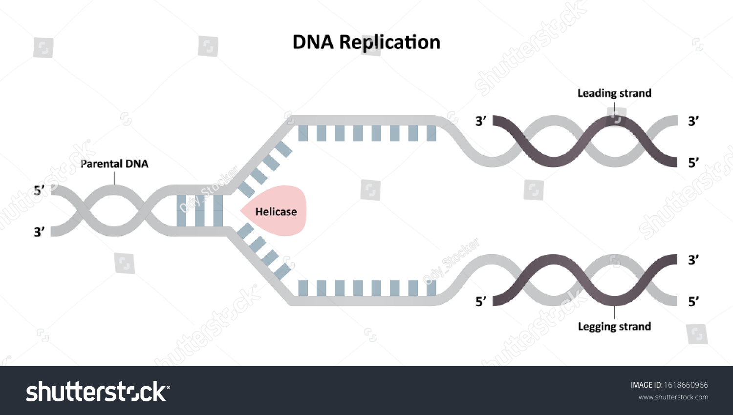 Dna Replication Diagram Leading Lagging Strands Stock Vector Royalty