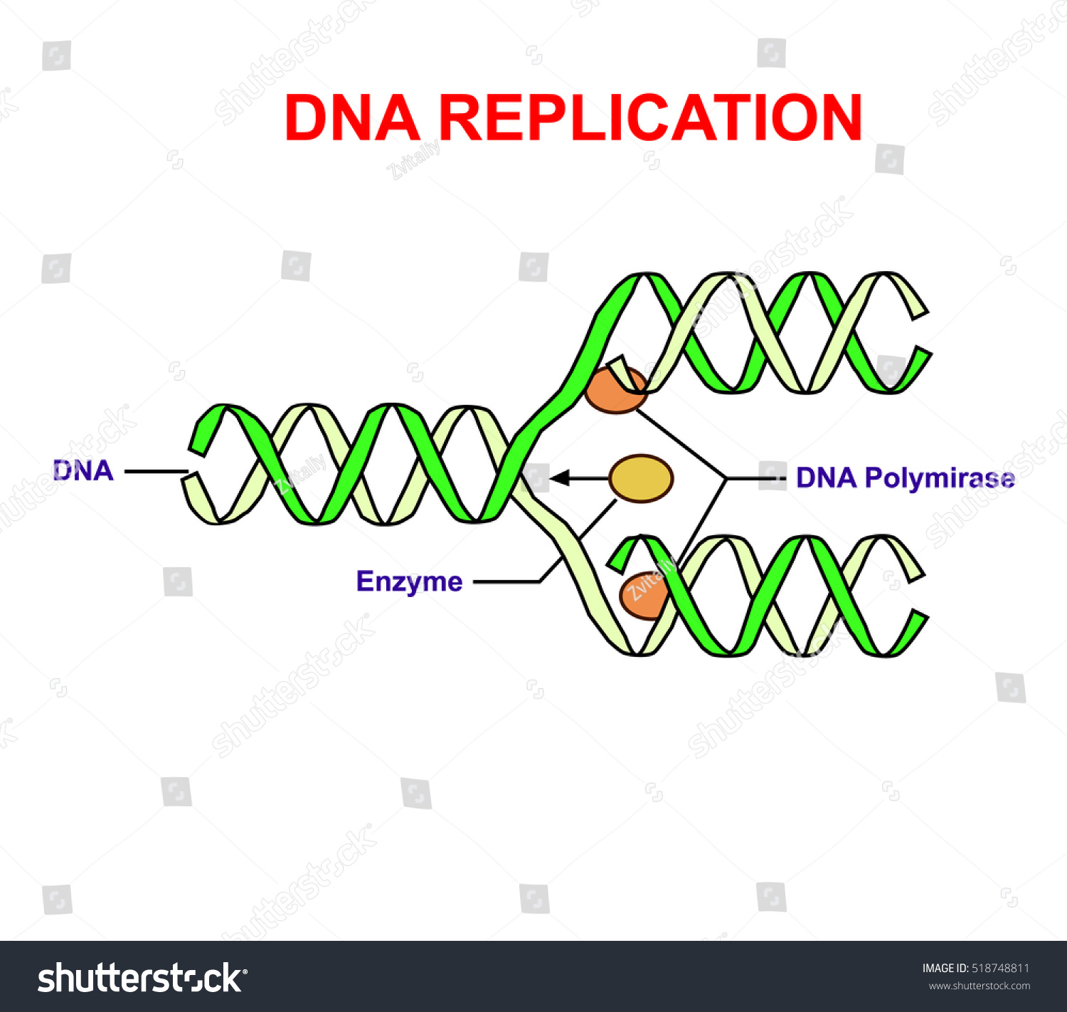 Vektor Stok Dna Replication On White Isolated Education Tanpa Royalti