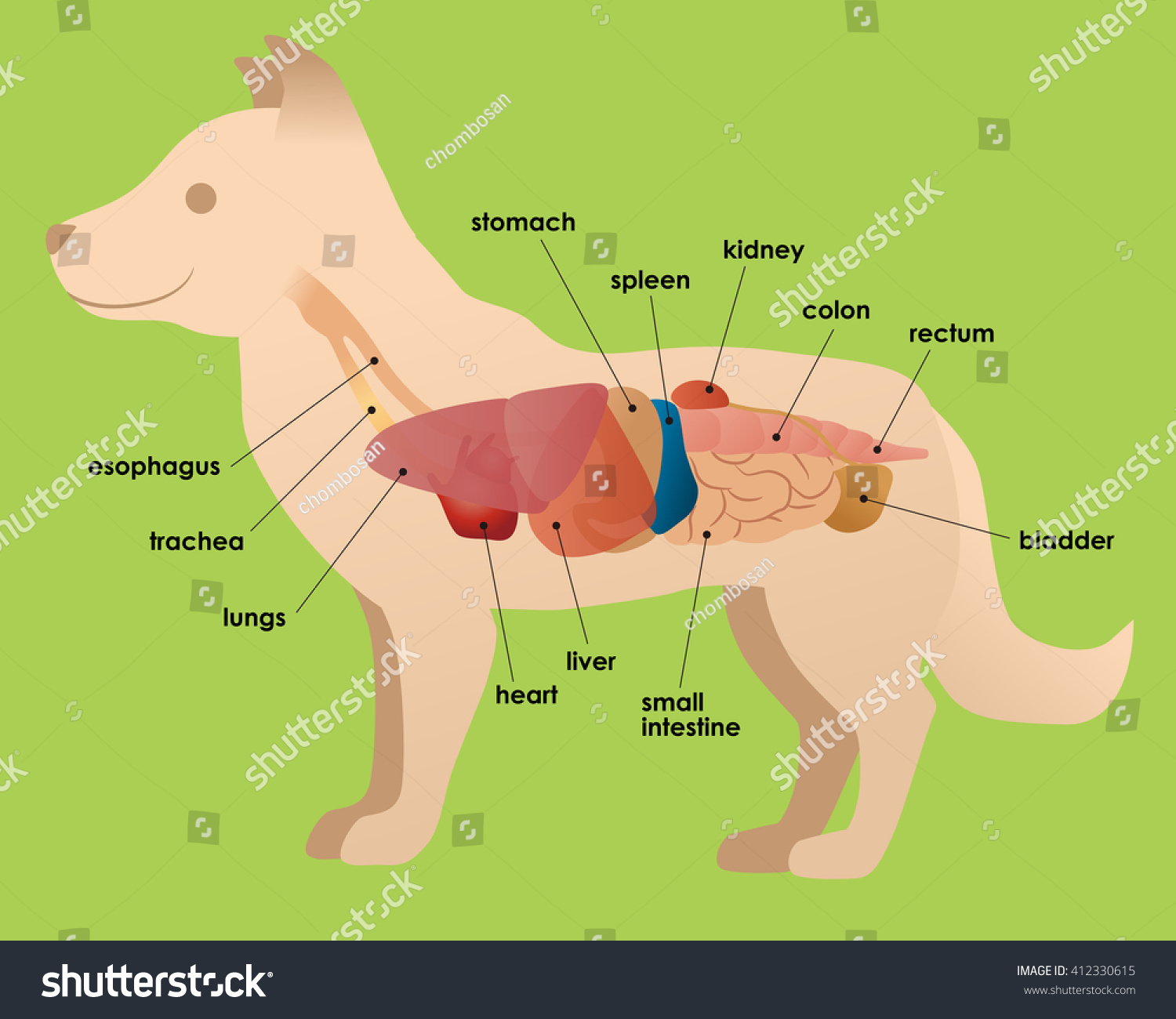 Dog'S Organ Anatomy Diagram, Vector Illustration - 412330615 : Shutterstock
