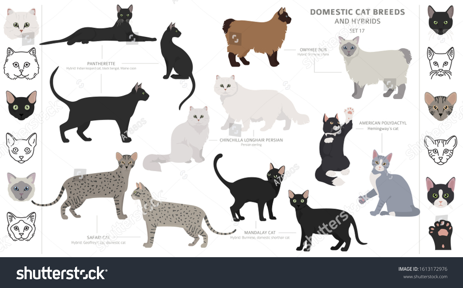 Domestic Cat Breeds Hybrids Collection Isolated Vetor Stock Livre De