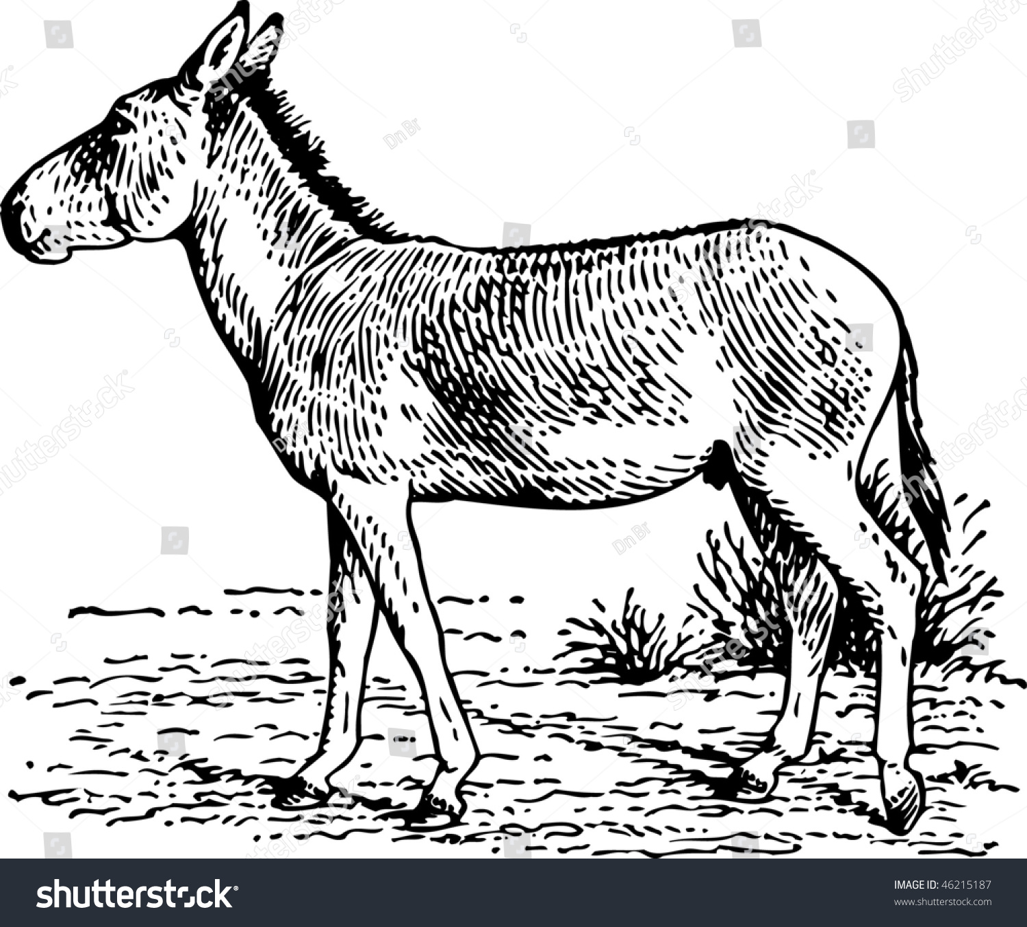 Donkey Stock Vector Illustration 46215187 : Shutterstock