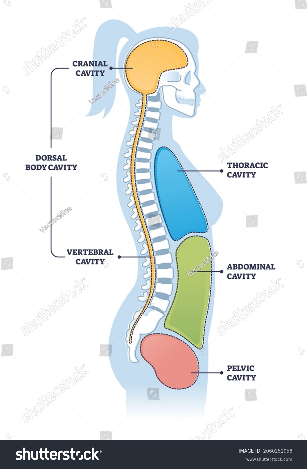 24 591 Dorsal Images Stock Photos Vectors Shutterstock