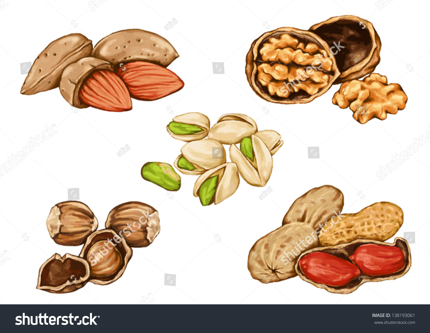 clipart of tree nuts - photo #33