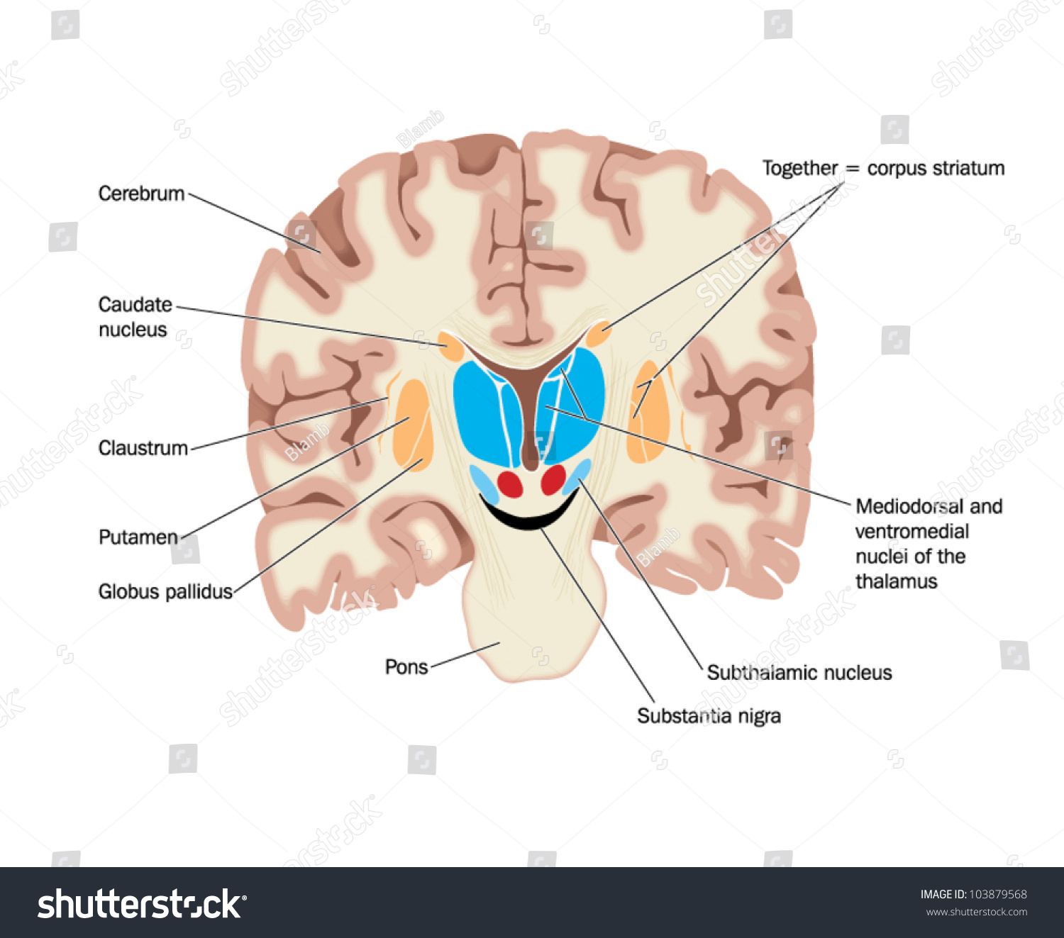 Drawing Of The Brain Showing The Basal Ganglia And Thalamic Nuclei ...