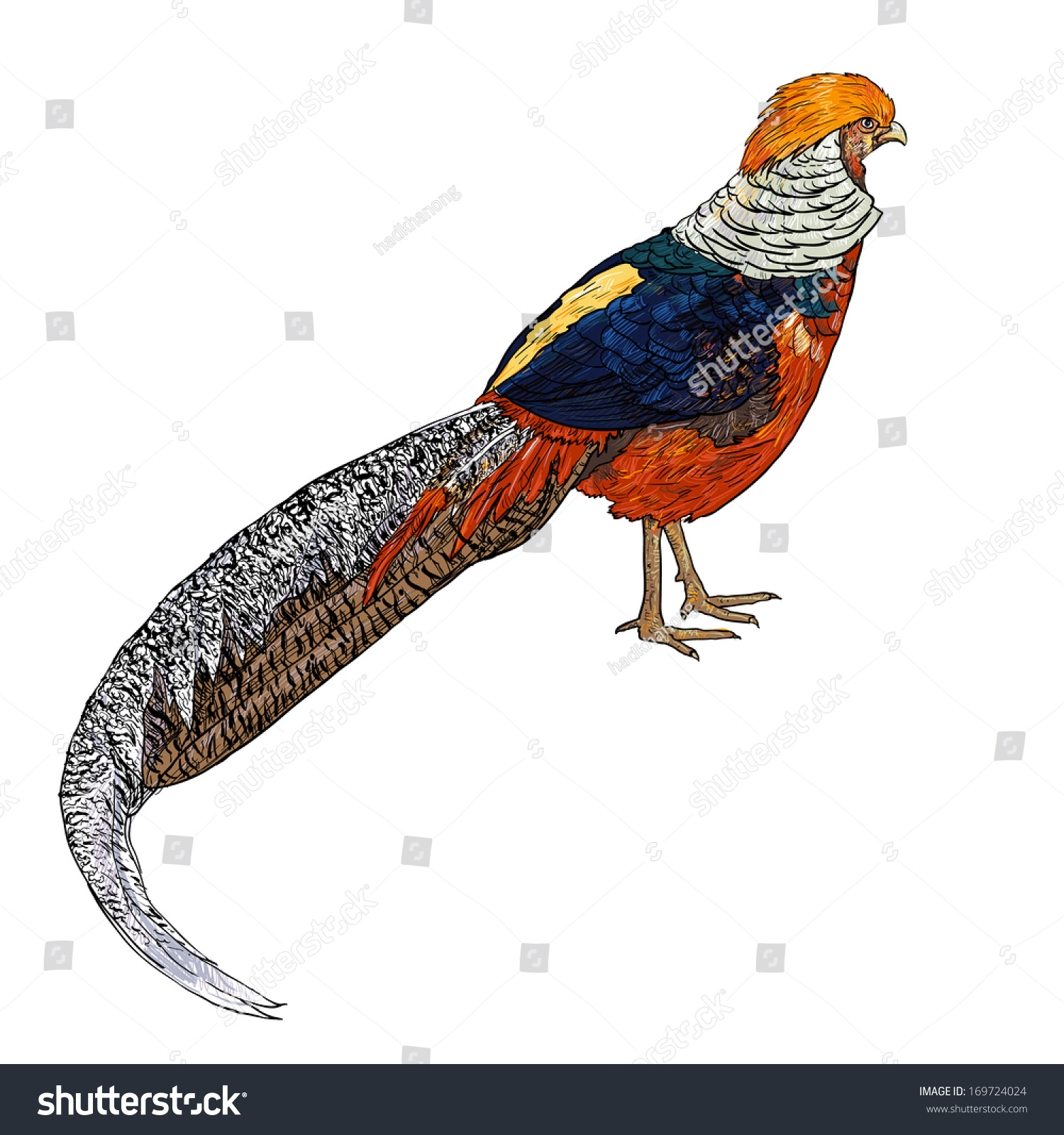 Drawing Golden Pheasant Chinese Pheasant Stock Vector 169724024