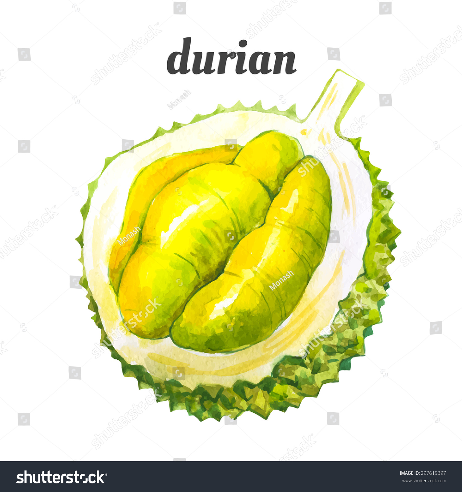 Durian Vector Illustration With Watercolor Fruit Watercolor