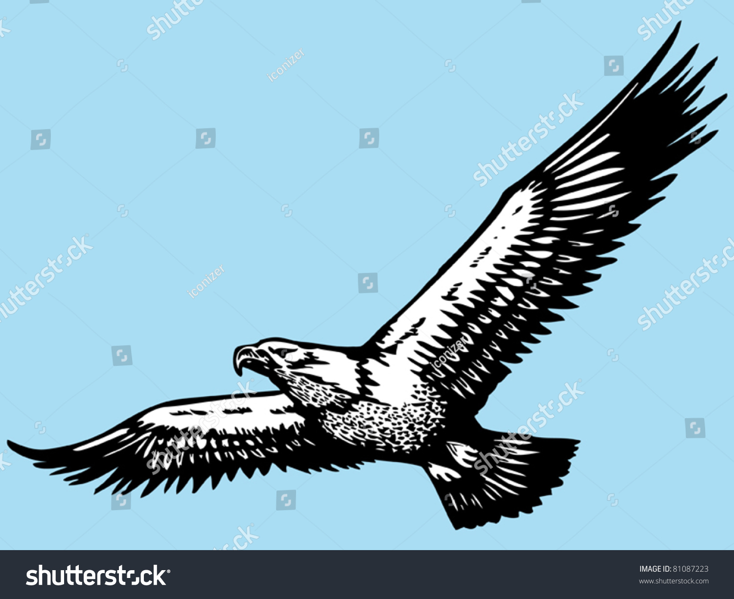 Eagle Hand Drawn Stock Vector Illustration 81087223 : Shutterstock