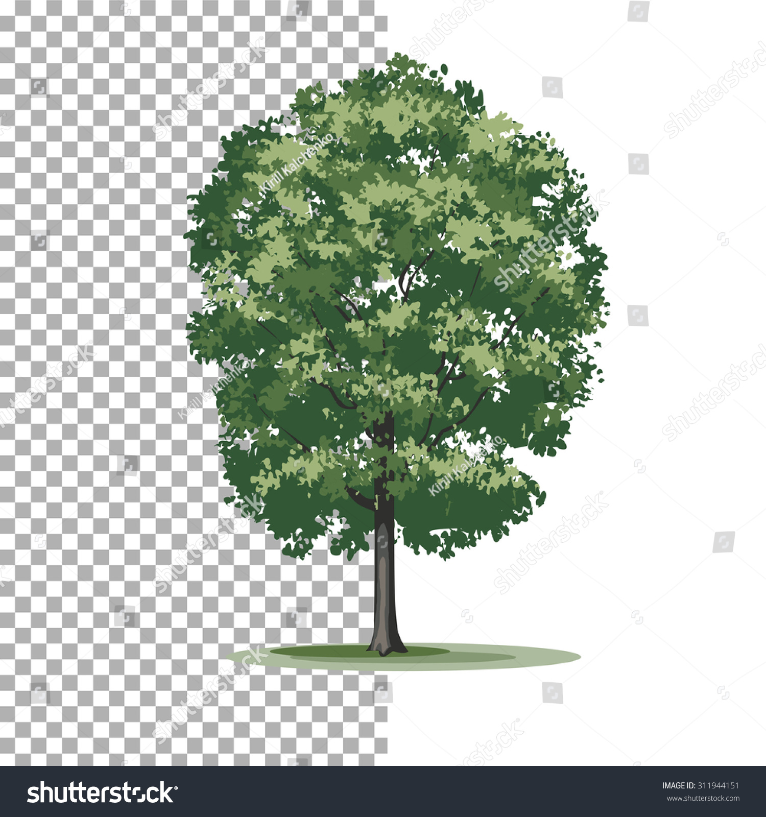 Eastern Cottonwood Tree Isolated Vector Illustration Stock Vector