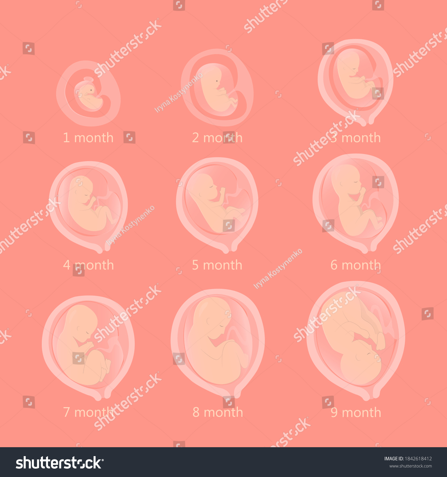 Embryo Month Stage Growth Pregnancy Fetal Stock Vector Royalty Free