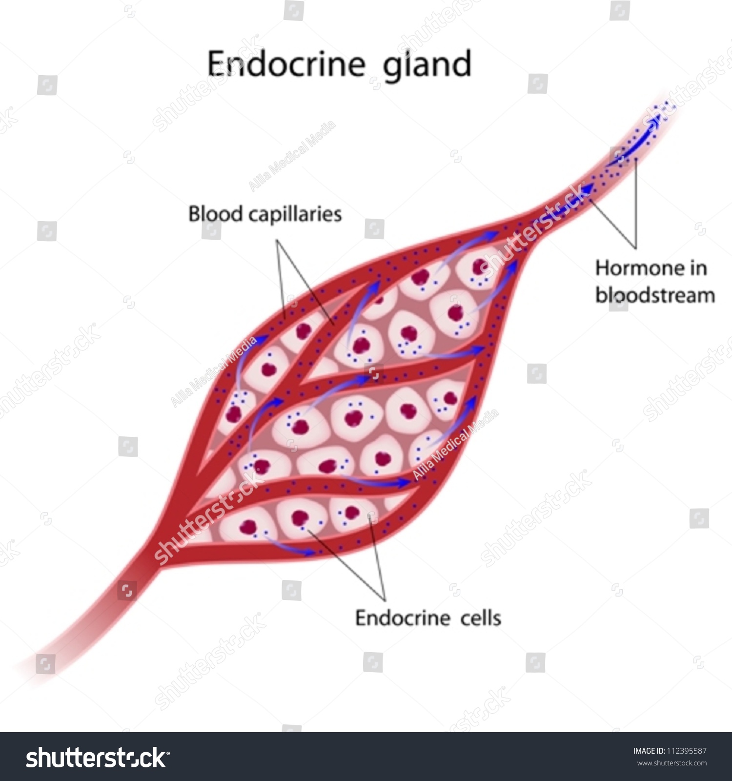 Endocrine Glands Cells Stock Vector Royalty Free 112395587