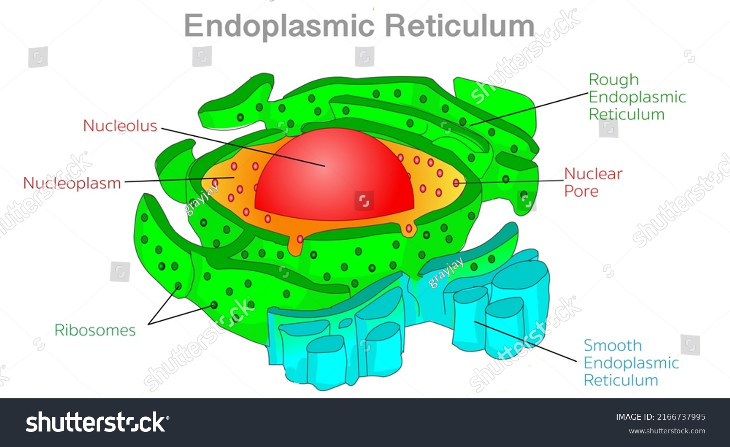 Endoplasmic Reticulum Er Diagram Rough Smooth Stock Vector Royalty