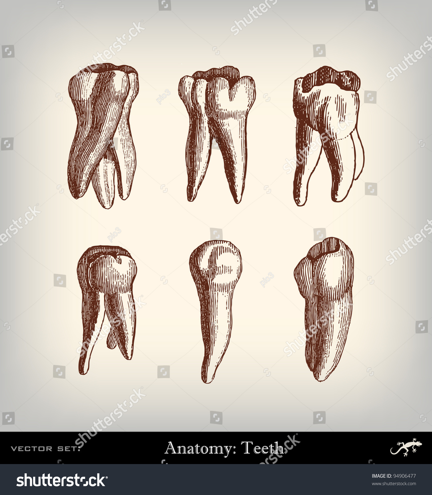 Vintage Tooth 33