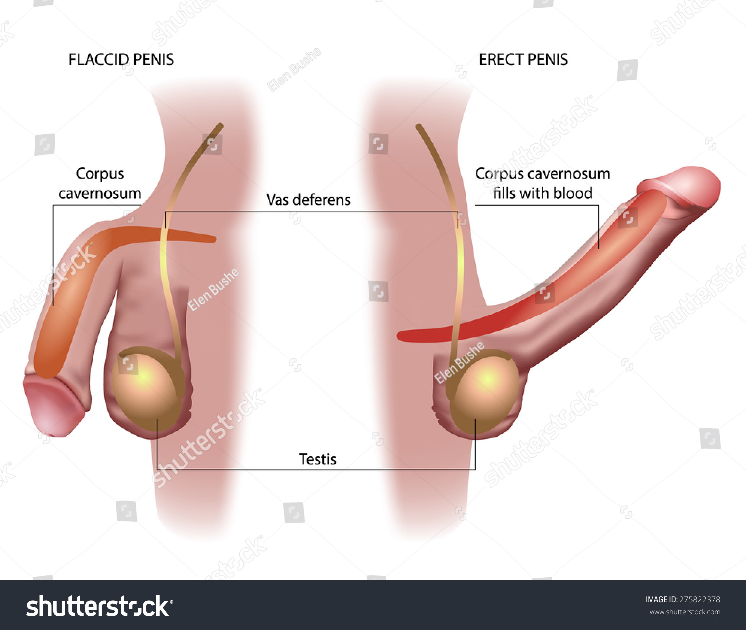 Erect Penis Ejaculation 46