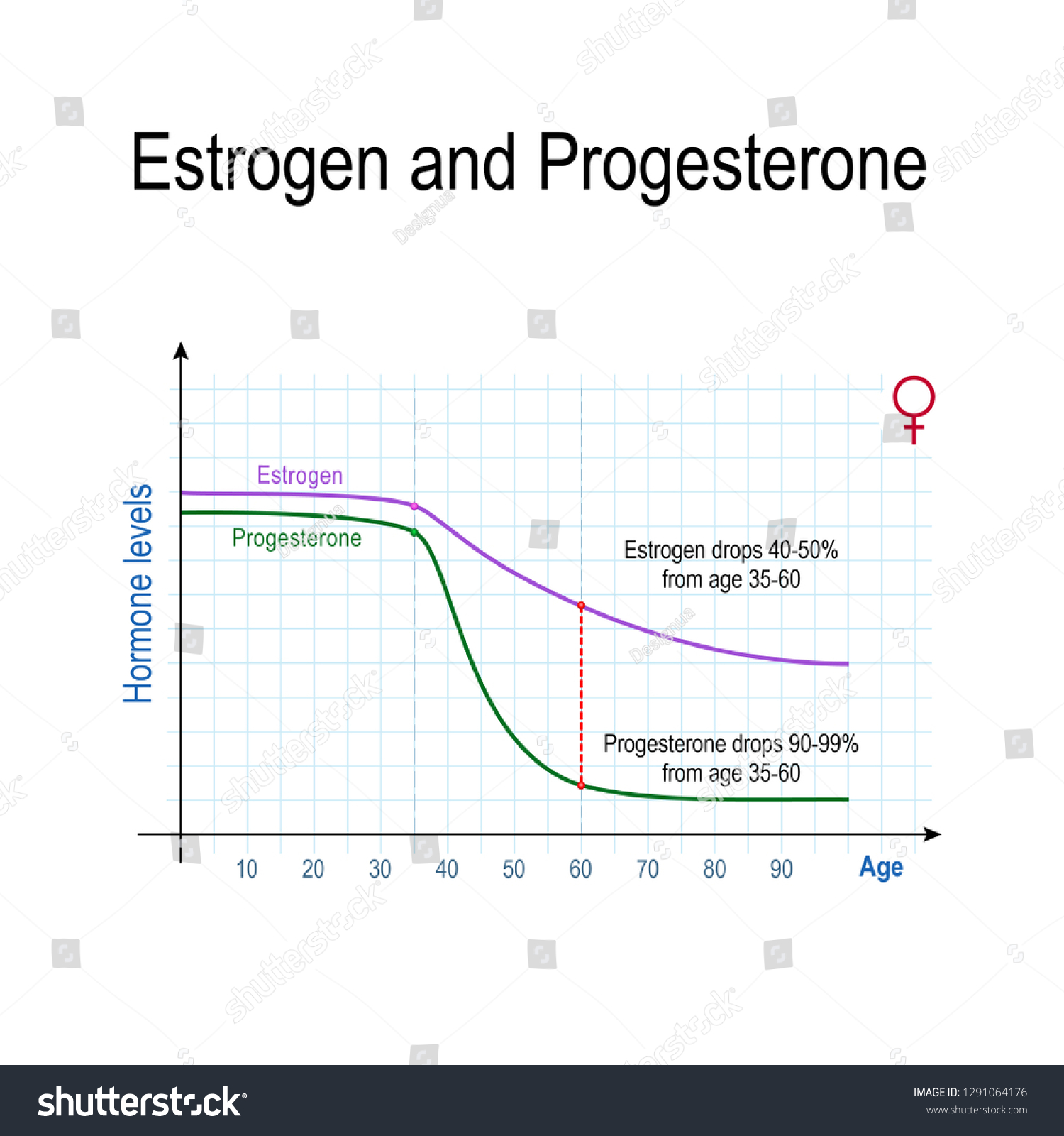 Estrogen Progesterone Aging Chart Sex Hormone Stock Vector Royalty