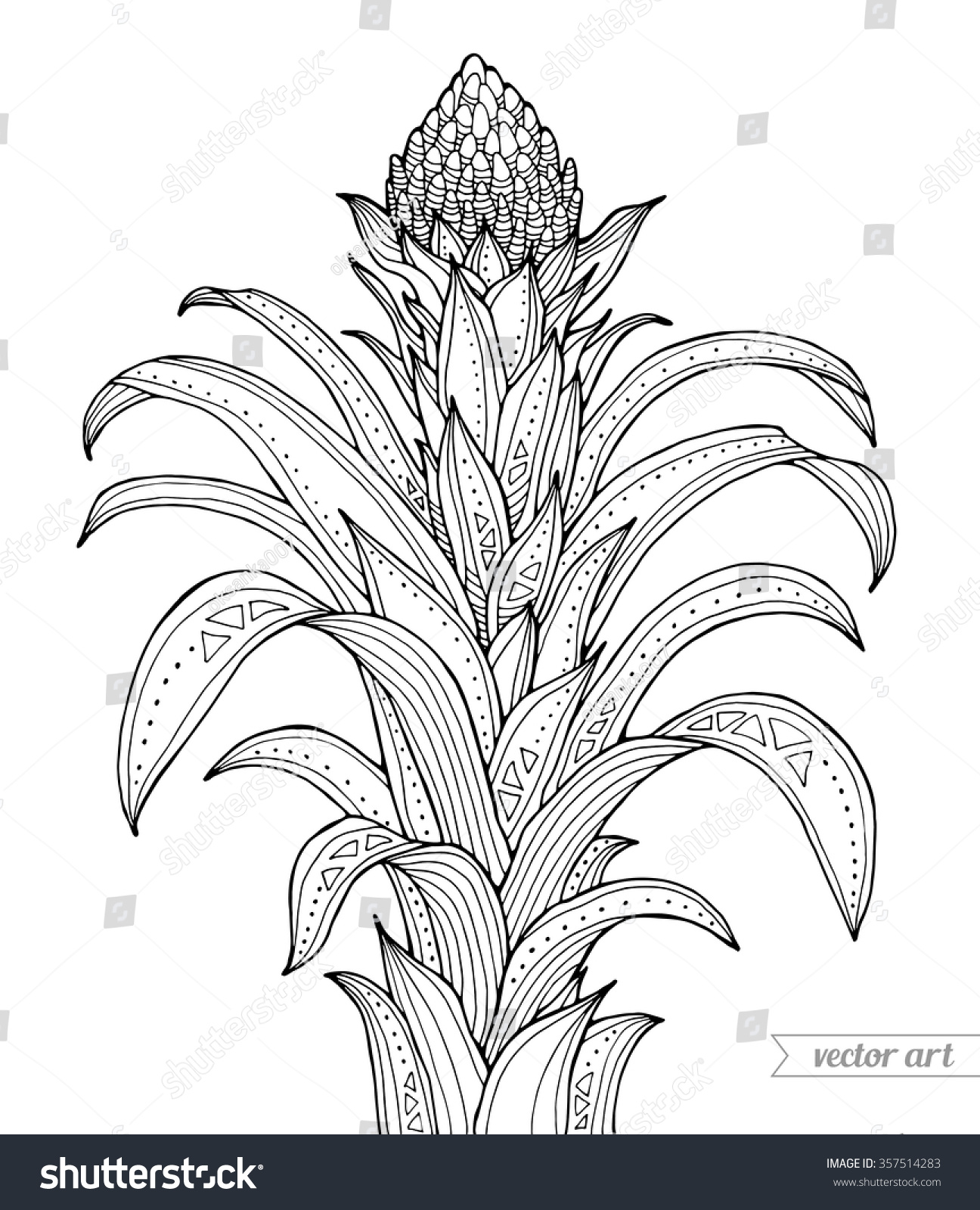 Clip Art Botany Coloring Pages exotic guzmania flower vector engraving botany artwork coloring save to a lightbox