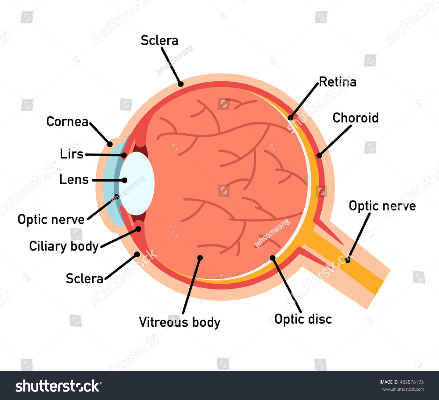 Eye Anatomy Diagram,Vector Illustration. - 485878195 : Shutterstock