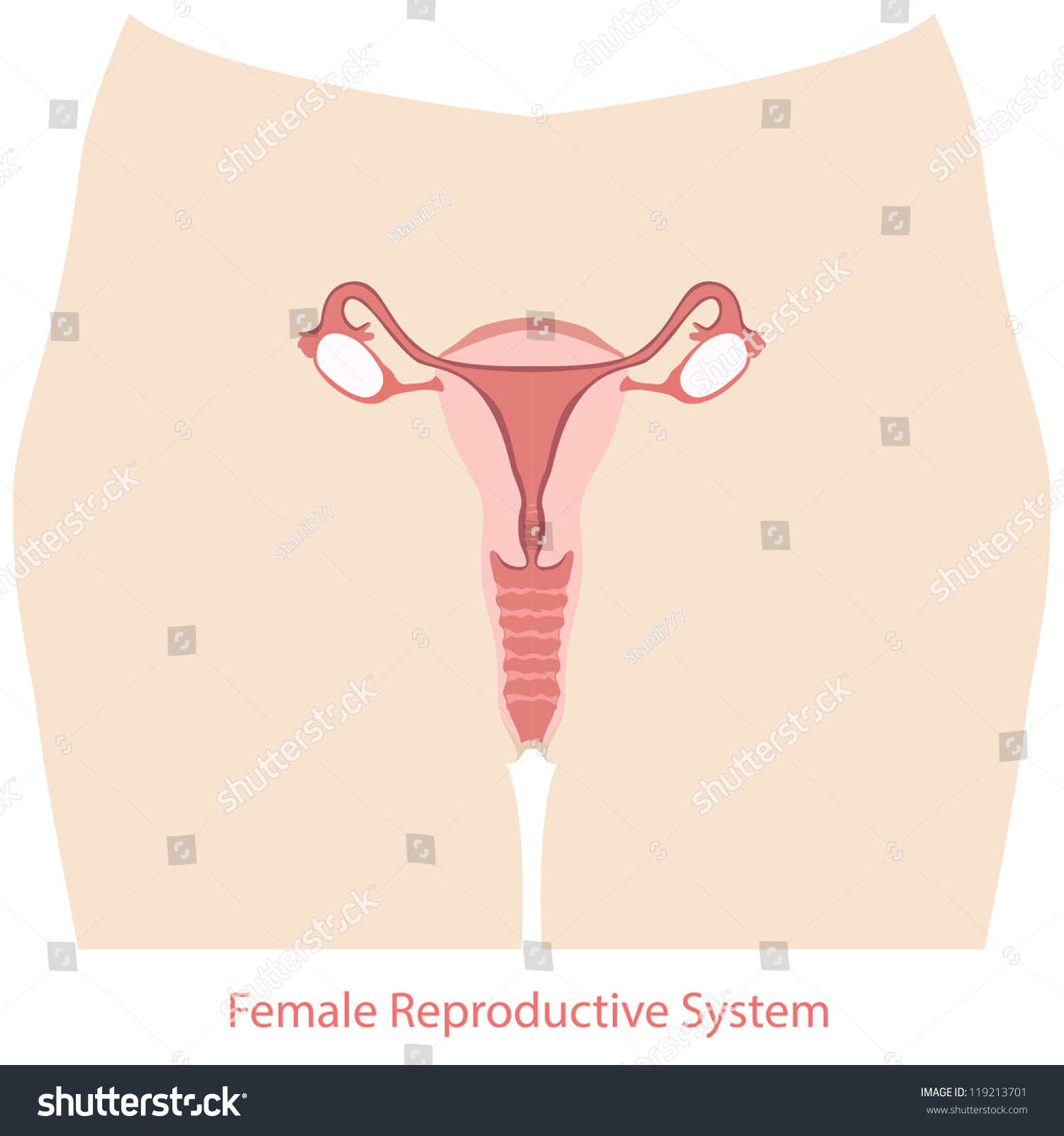 Female Reproductive System Stock Vector Royalty Free