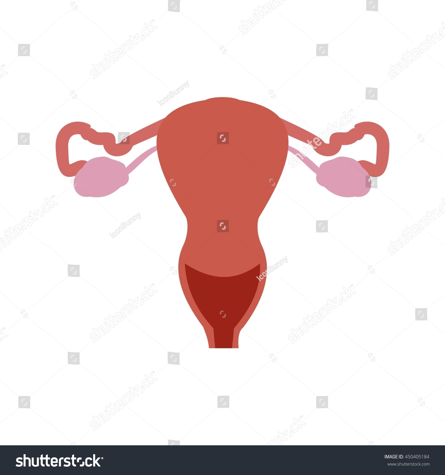 Female Reproductive System Outline