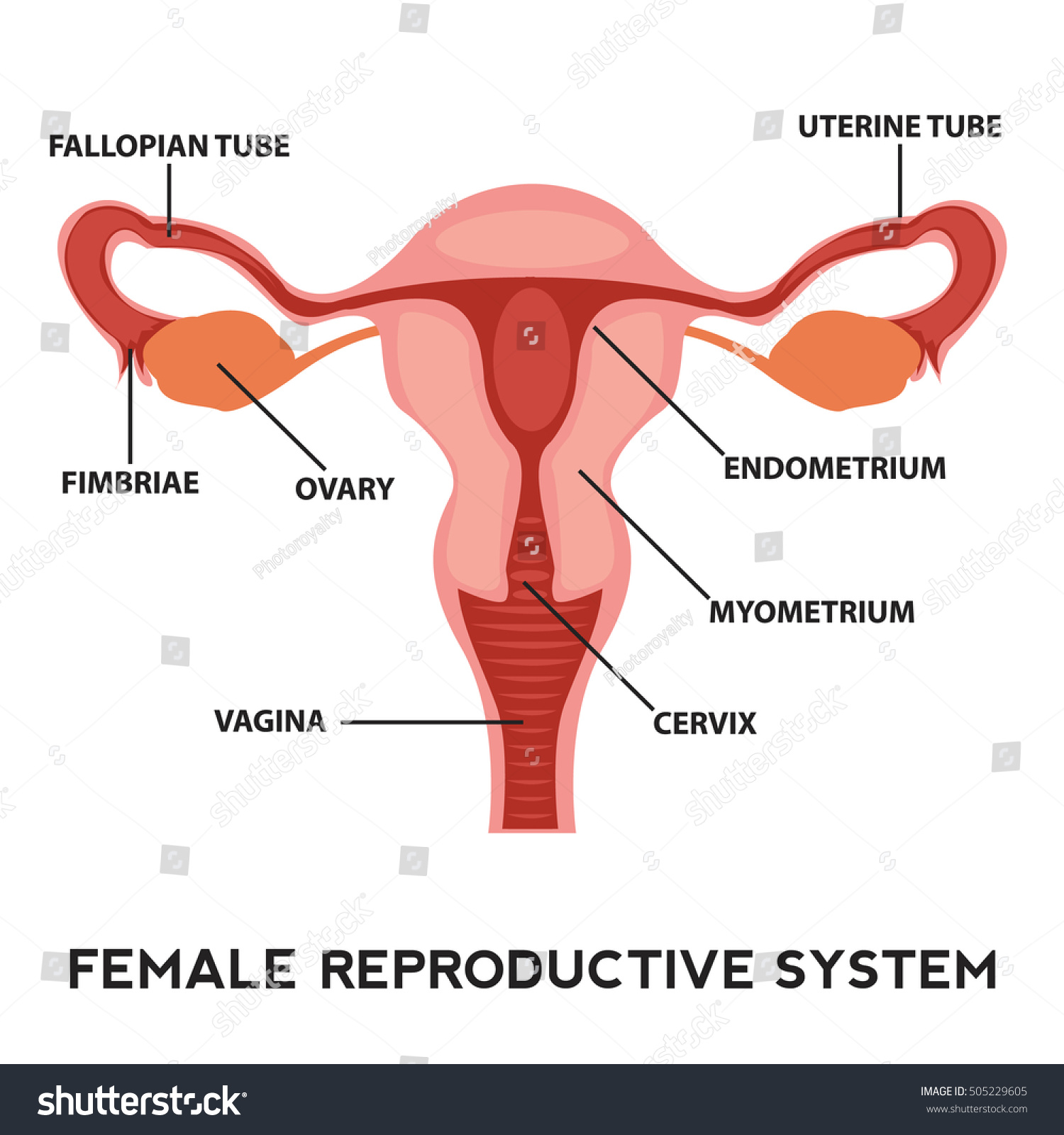 Female Reproductive System Image Diagram Vagina Medical Human Anatomy Stock Vector 5038