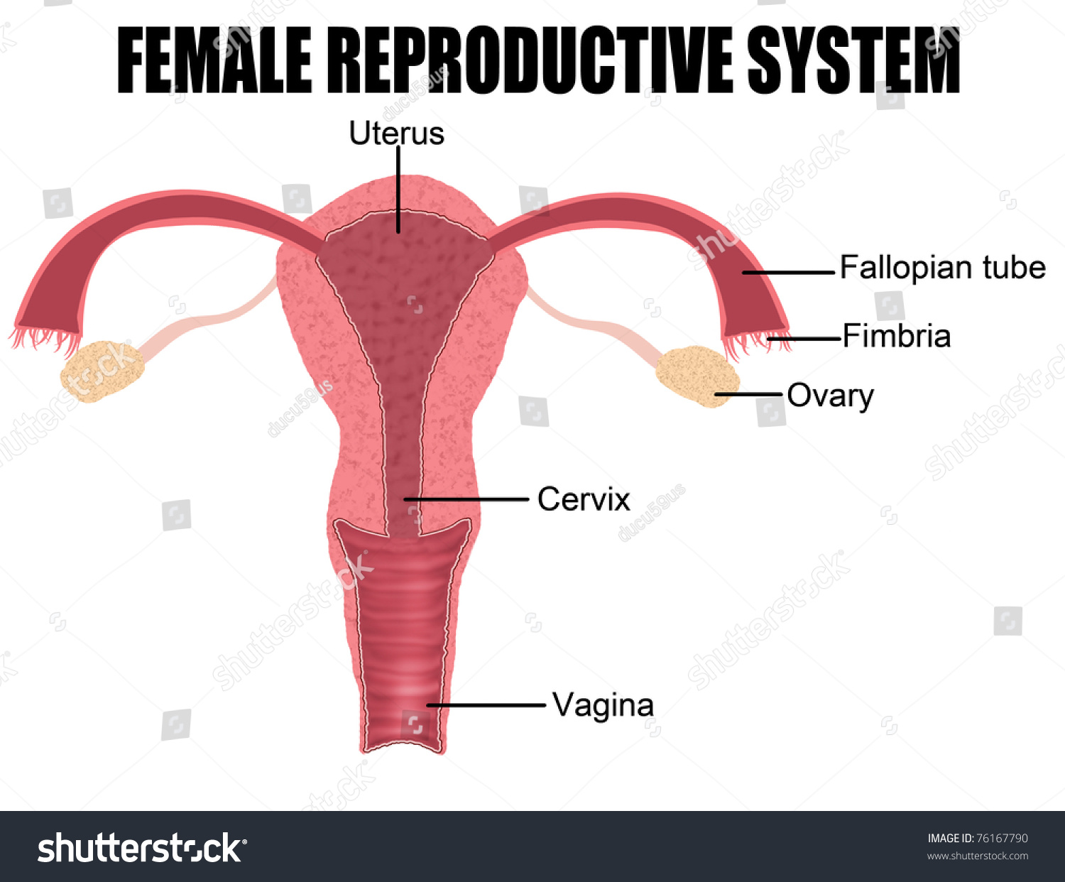 Selecting The Female Reproductive System