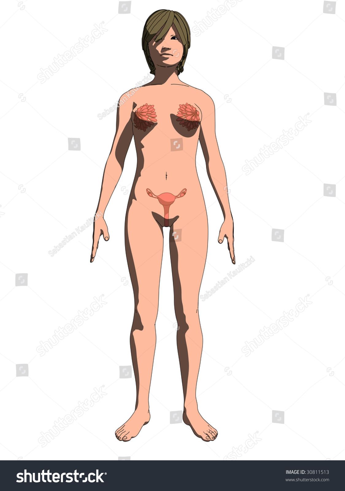 image.shutterstock.com/z/stock-vector-female-sex-organs-30811513.jpg