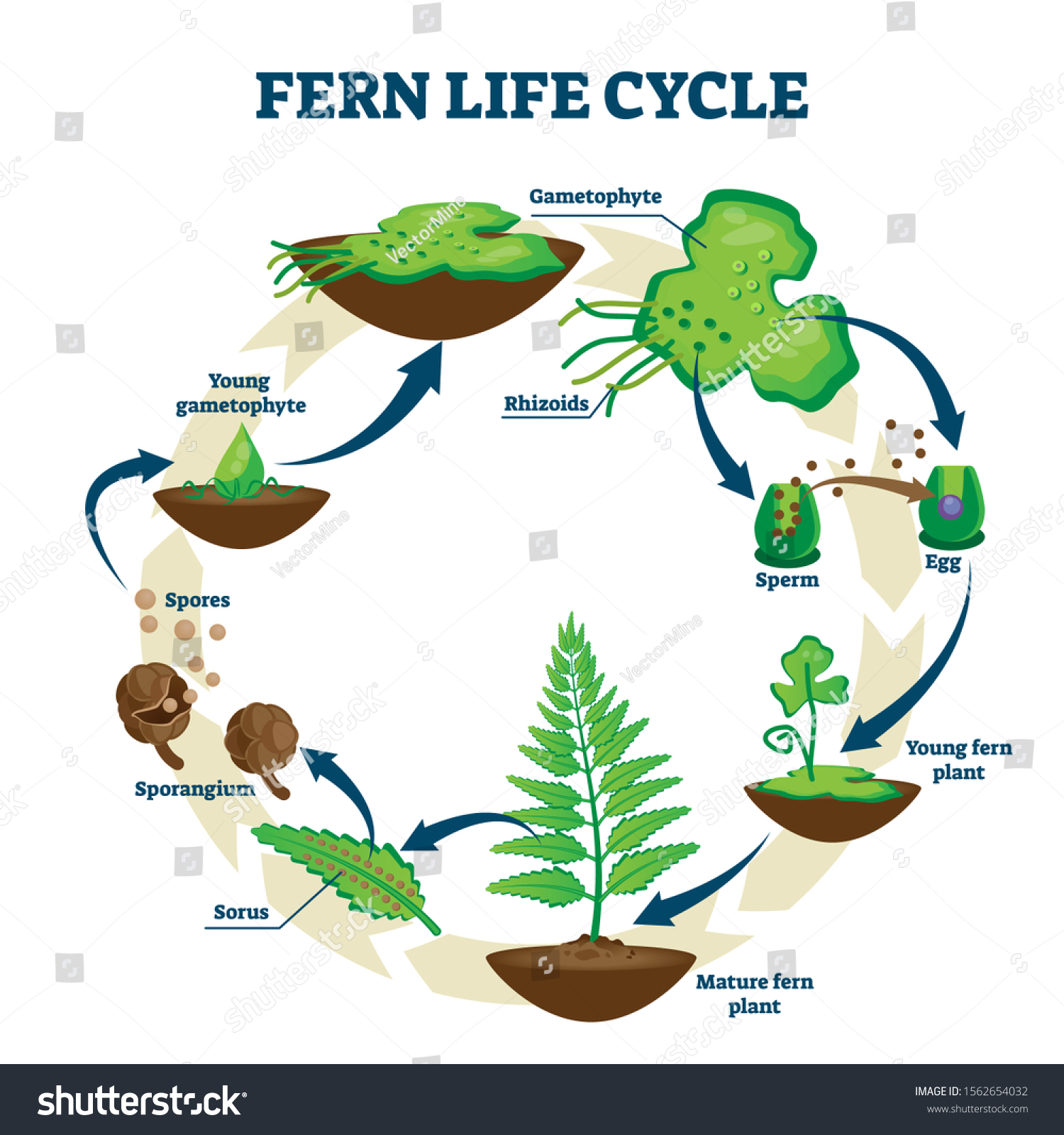 Fern Life Cycle Vector Illustration Labeled Stock Vektor Royaltyfri