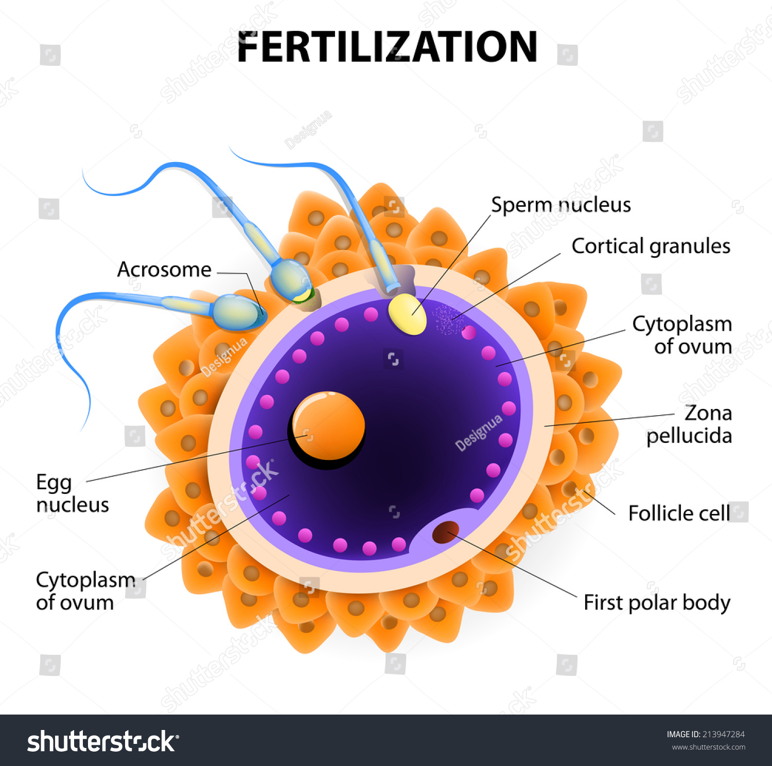 fertilization-union-ovum-spermatozoon-when-sperm-stock-vector-213947284