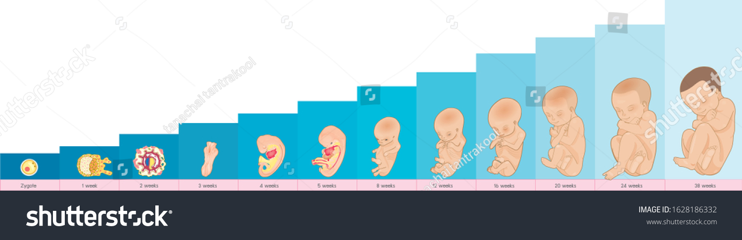 Fetus Development Embryo Development Baby Vector Vetor Stock Livre De